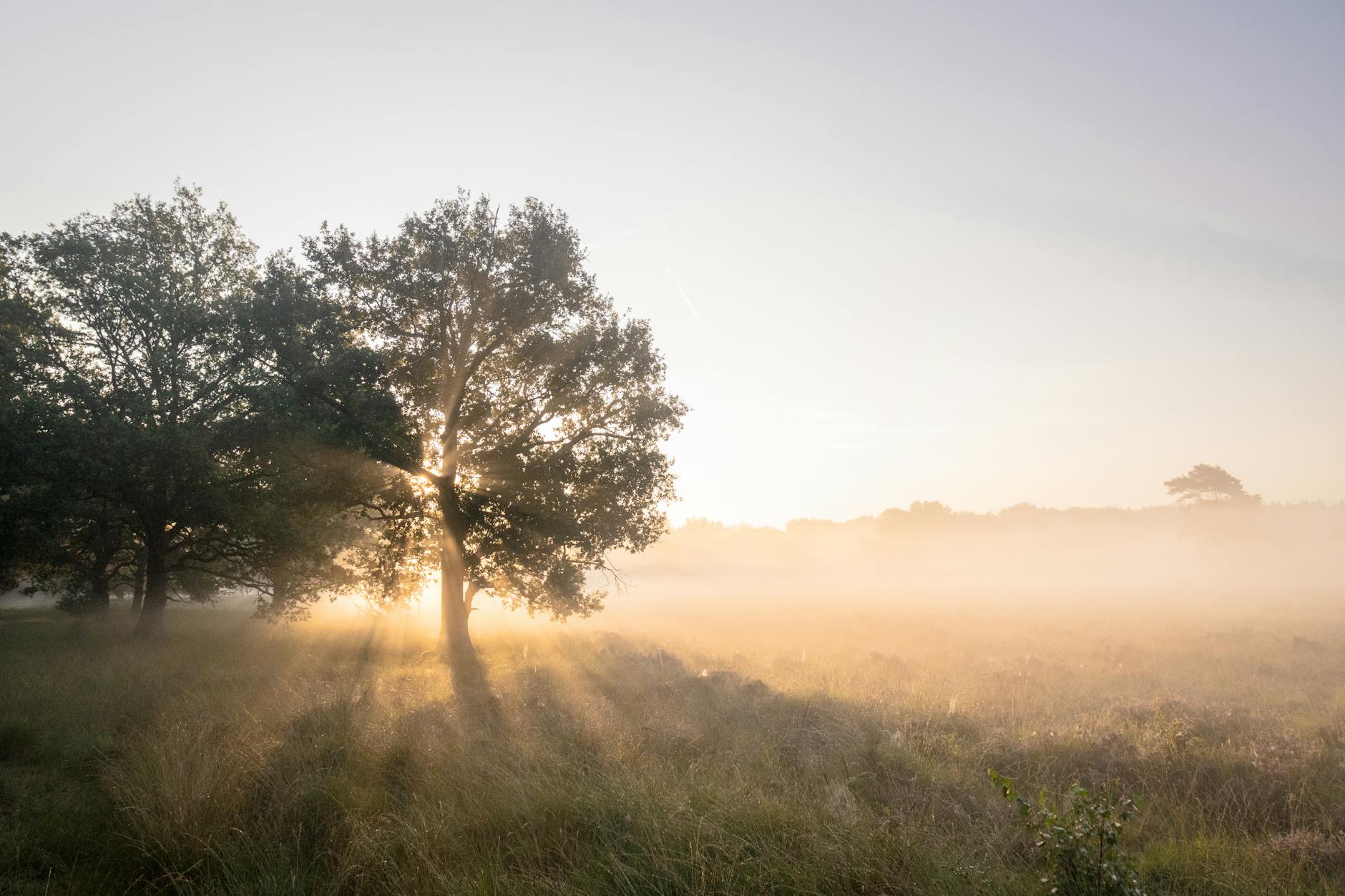 The Autophagy Advantage: How Fasting Triggers Cellular Repair — Natural Serene Health