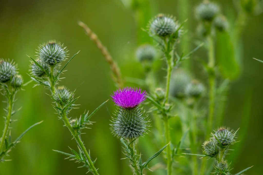 Close-up of a vibrant purple milk thistle flower — the source of silymarin, a compound studied for liver support