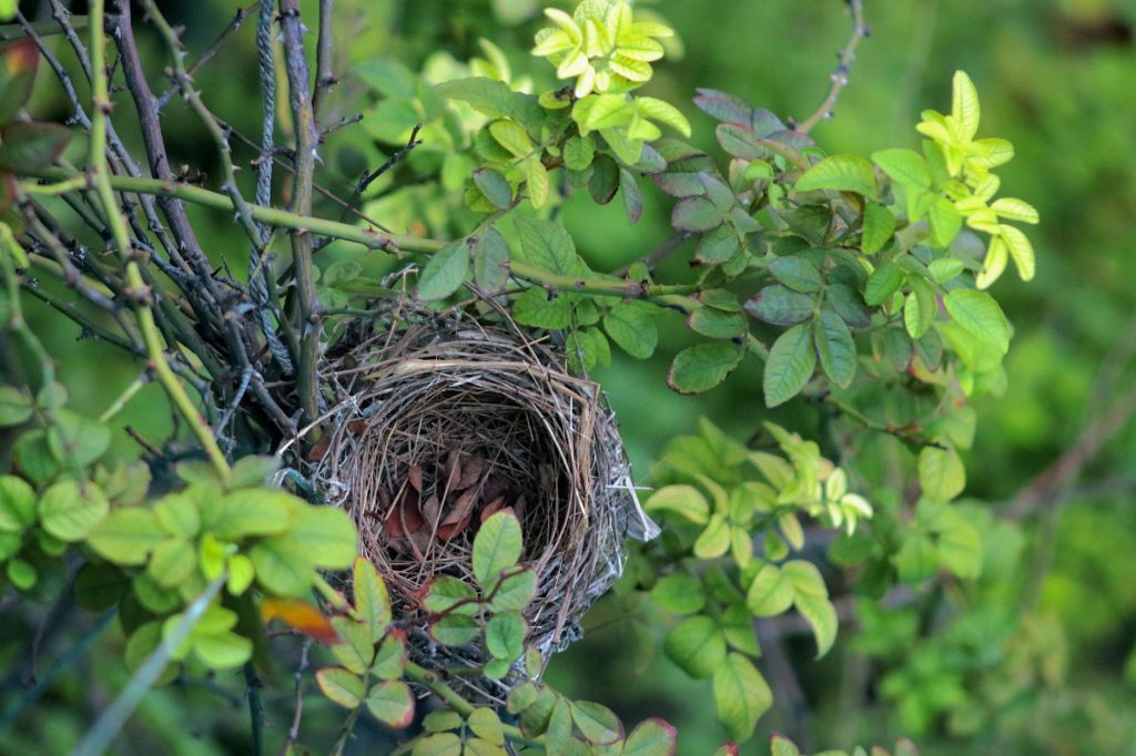 Sialic Acid Benefits for Brain: The Bird's Nest Secret — Natural Serene Health