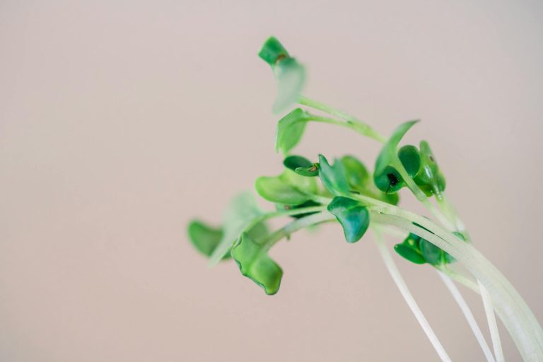 Vitamin B12 for Vegans: Your Plant-Based Essential Guide 2026